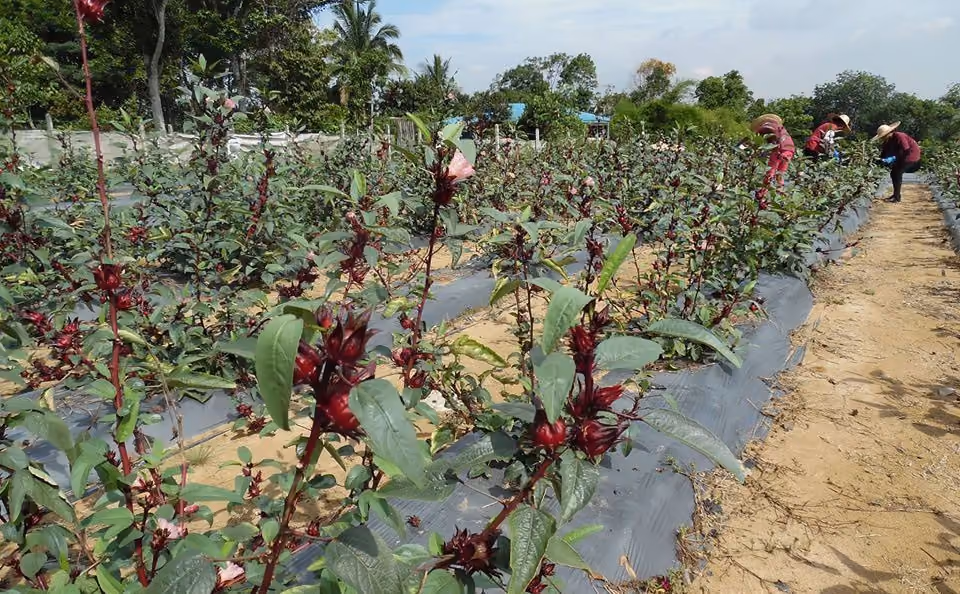 Hibiscus flower farm